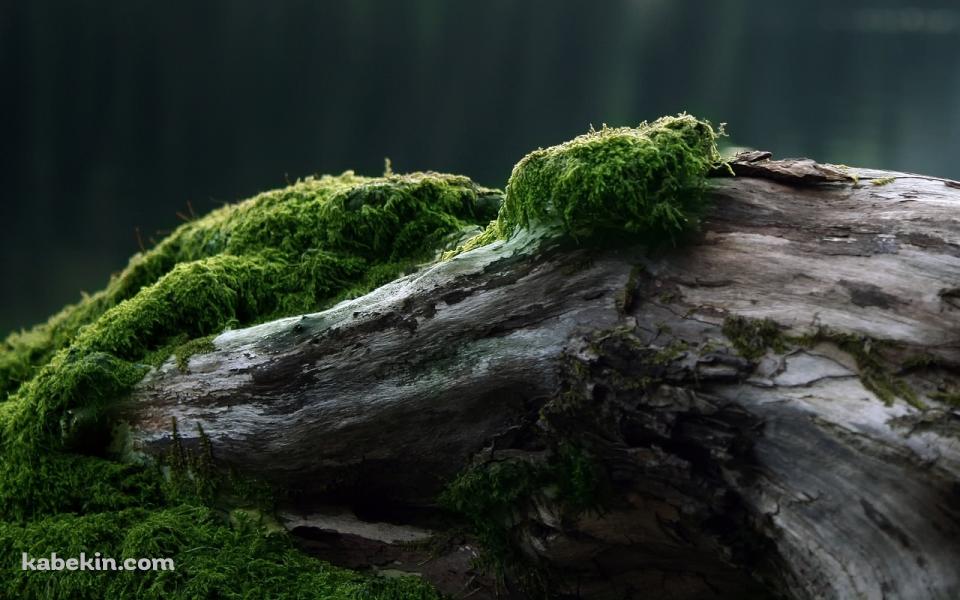 苔の生えた大木の壁紙(960px x 600px) 高画質 PC・デスクトップ用