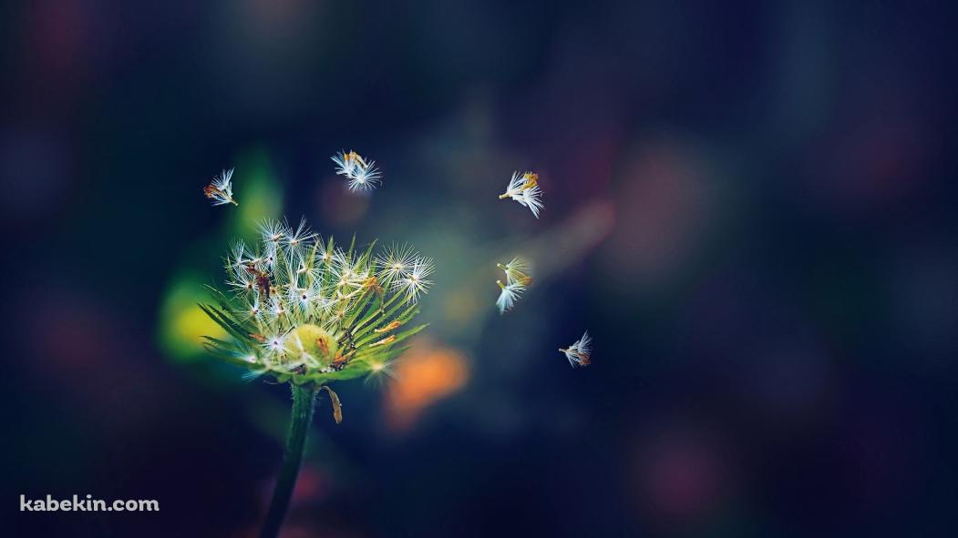 空飛ぶ綿毛の壁紙(1051px x 591px) 高画質 PC・デスクトップ用