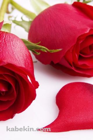 ハートと薔薇の壁紙(320px x 480px) 高画質 PC・デスクトップ用