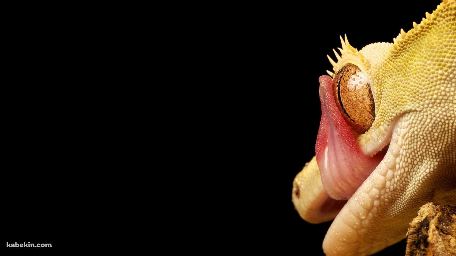 眼をなめるトカゲの壁紙(1536px x 864px) 高画質 PC・デスクトップ用