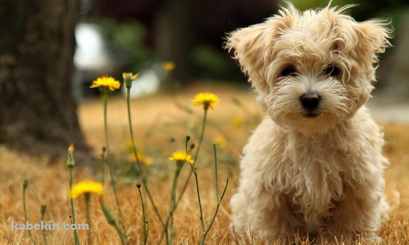 ヨークシャテリアの壁紙(800px x 480px) 高画質 PC・デスクトップ用