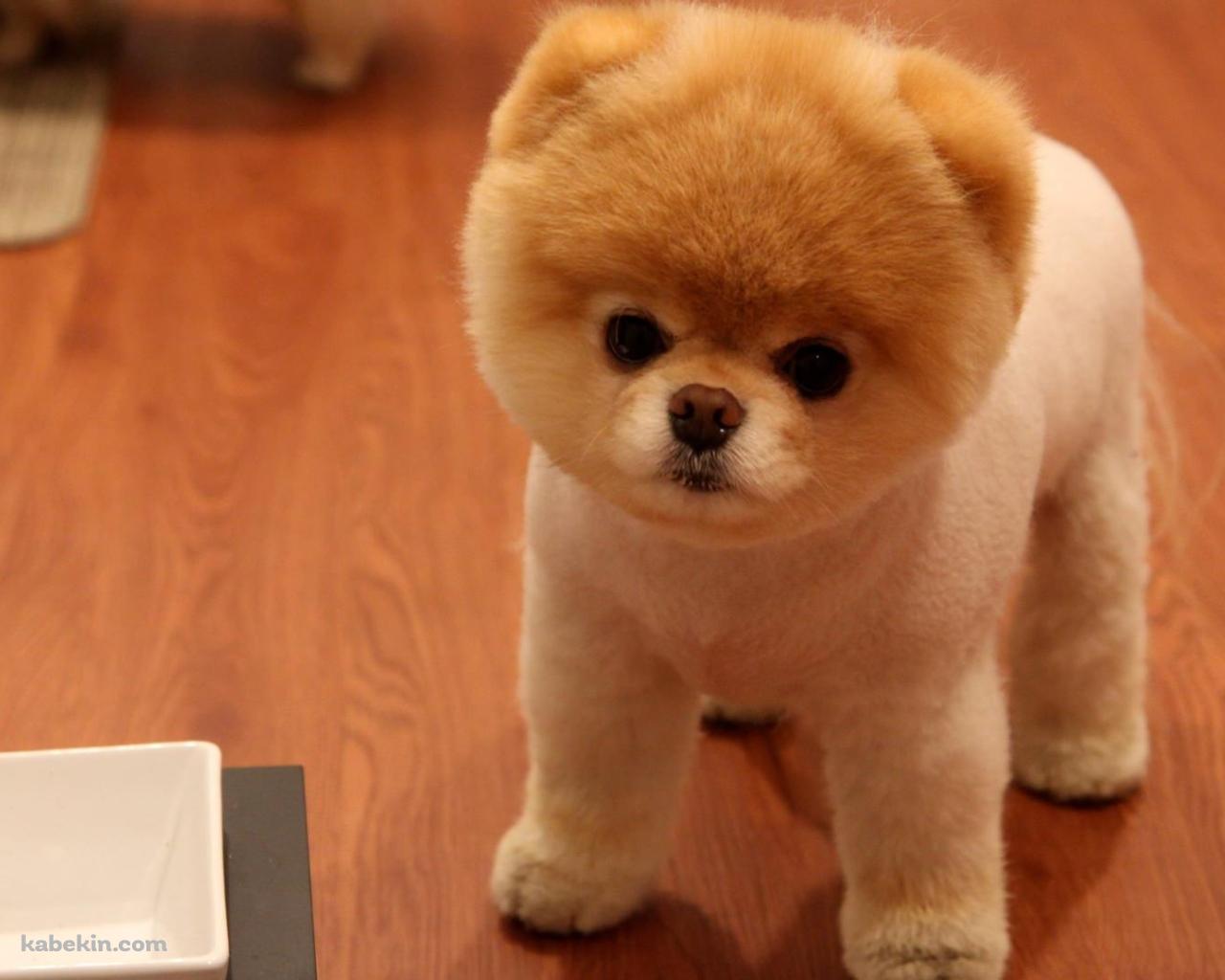 かわいいポメラニアンの壁紙(1280px x 1024px) 高画質 PC・デスクトップ用