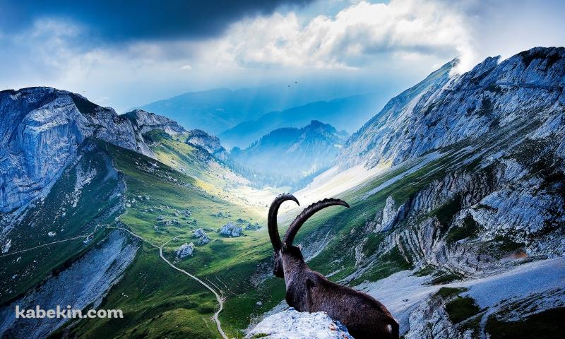 山羊と山の壁紙(800px x 480px) 高画質 PC・デスクトップ用