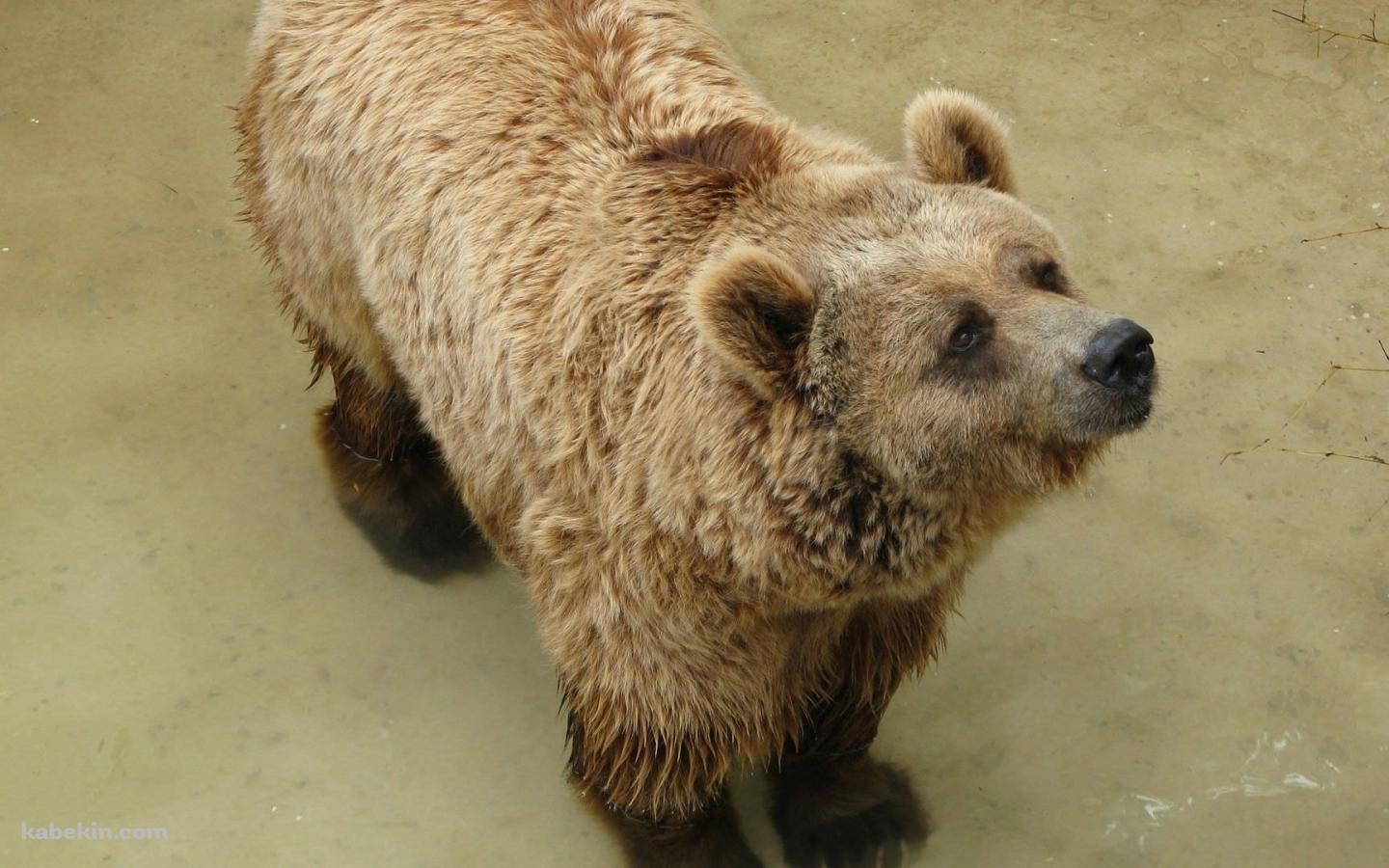 ヒグマの壁紙(1440px x 900px) 高画質 PC・デスクトップ用