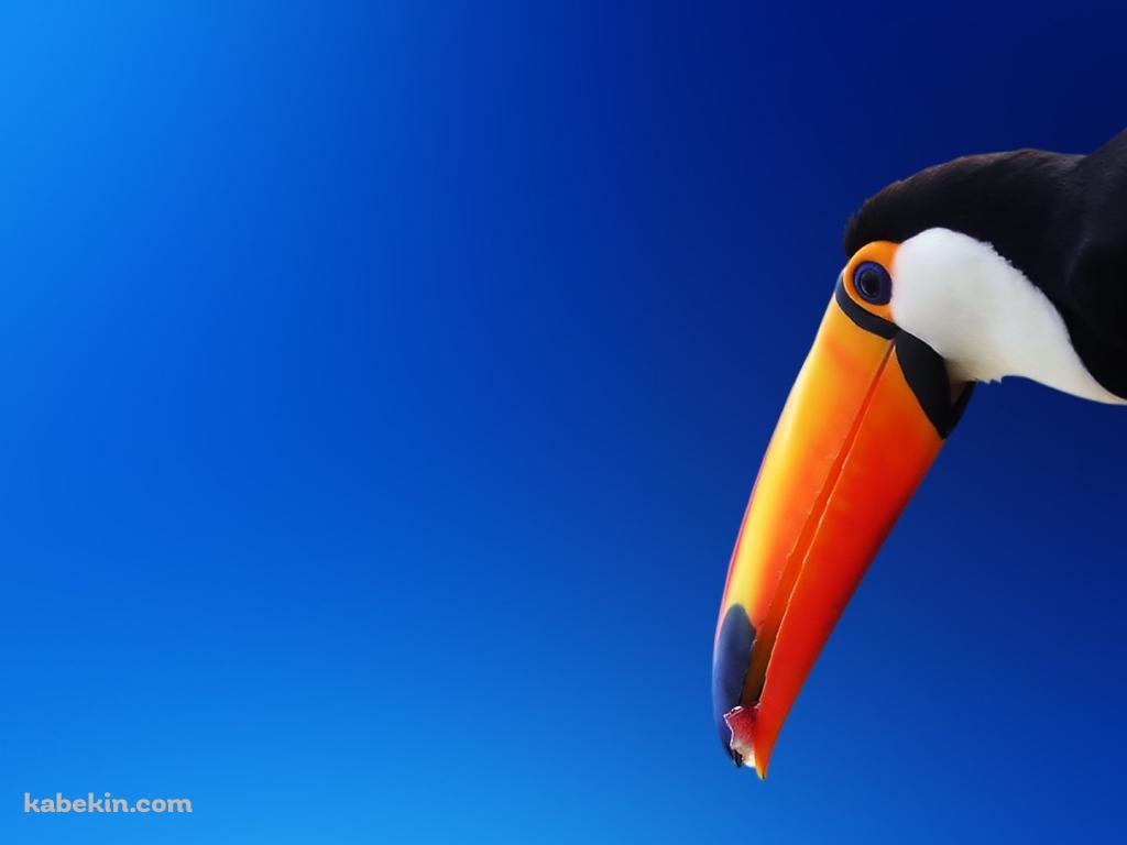 オニオオハシの壁紙(1024px x 768px) 高画質 PC・デスクトップ用