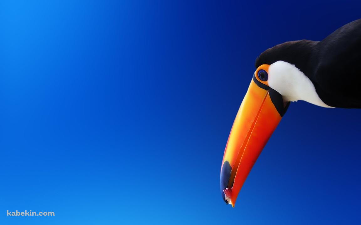 オニオオハシの壁紙(1152px x 720px) 高画質 PC・デスクトップ用