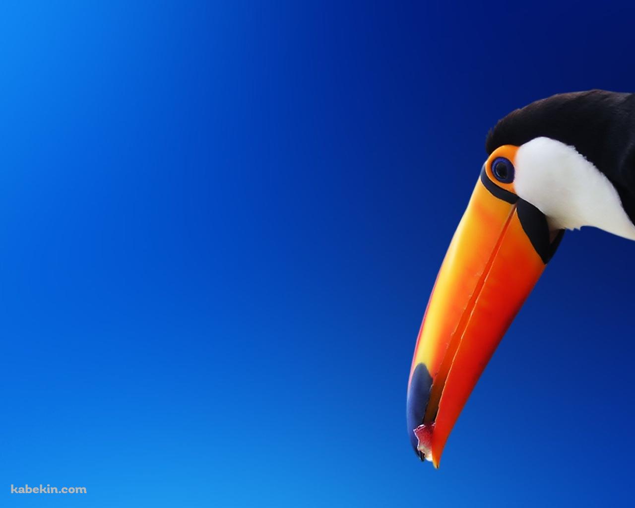 オニオオハシの壁紙(1280px x 1024px) 高画質 PC・デスクトップ用