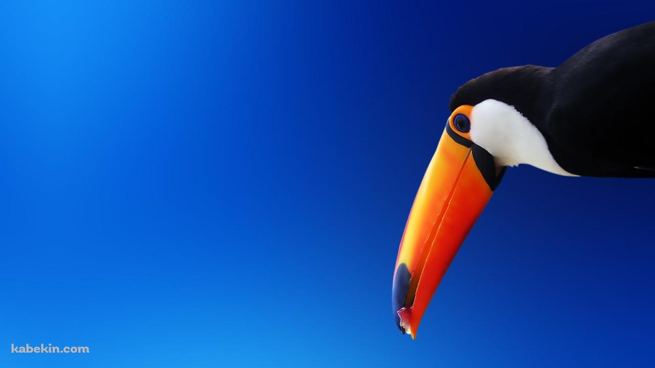 オニオオハシの壁紙(1280px x 720px) 高画質 PC・デスクトップ用