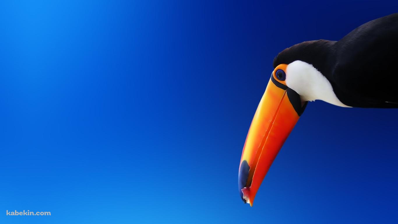オニオオハシの壁紙(1366px x 768px) 高画質 PC・デスクトップ用
