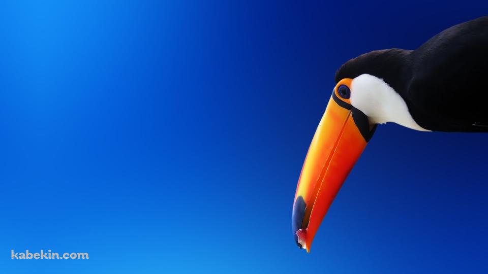 オニオオハシの壁紙(960px x 540px) 高画質 PC・デスクトップ用