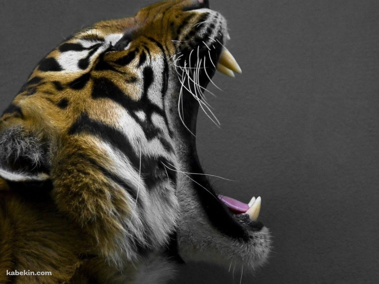 吠える虎の横顔の壁紙(1280px x 960px) 高画質 PC・デスクトップ用