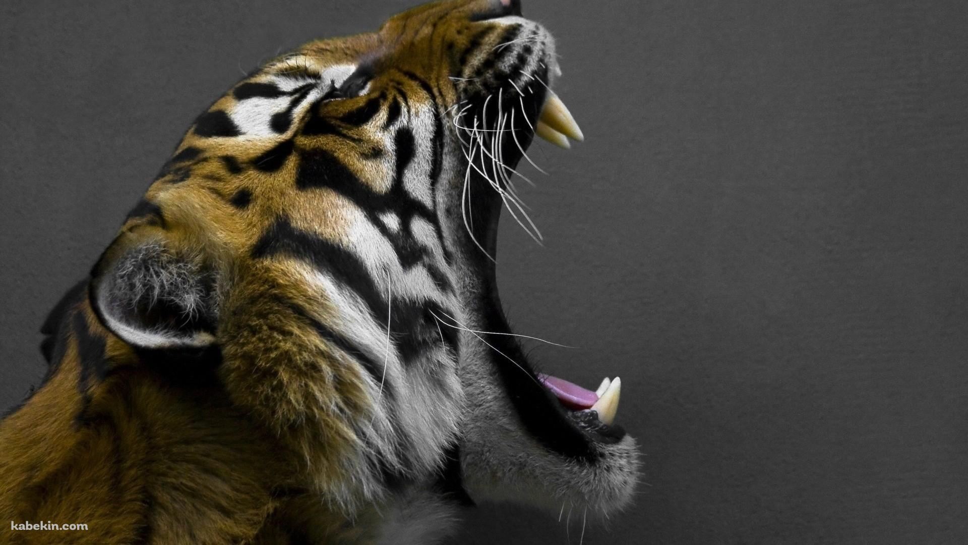 吠える虎の横顔の壁紙(1920px x 1080px) 高画質 PC・デスクトップ用