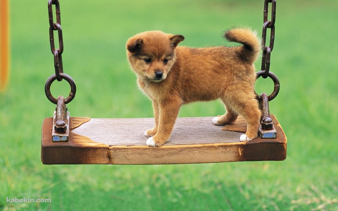 ブランコに乗った犬の壁紙(1152px x 720px) 高画質 PC・デスクトップ用