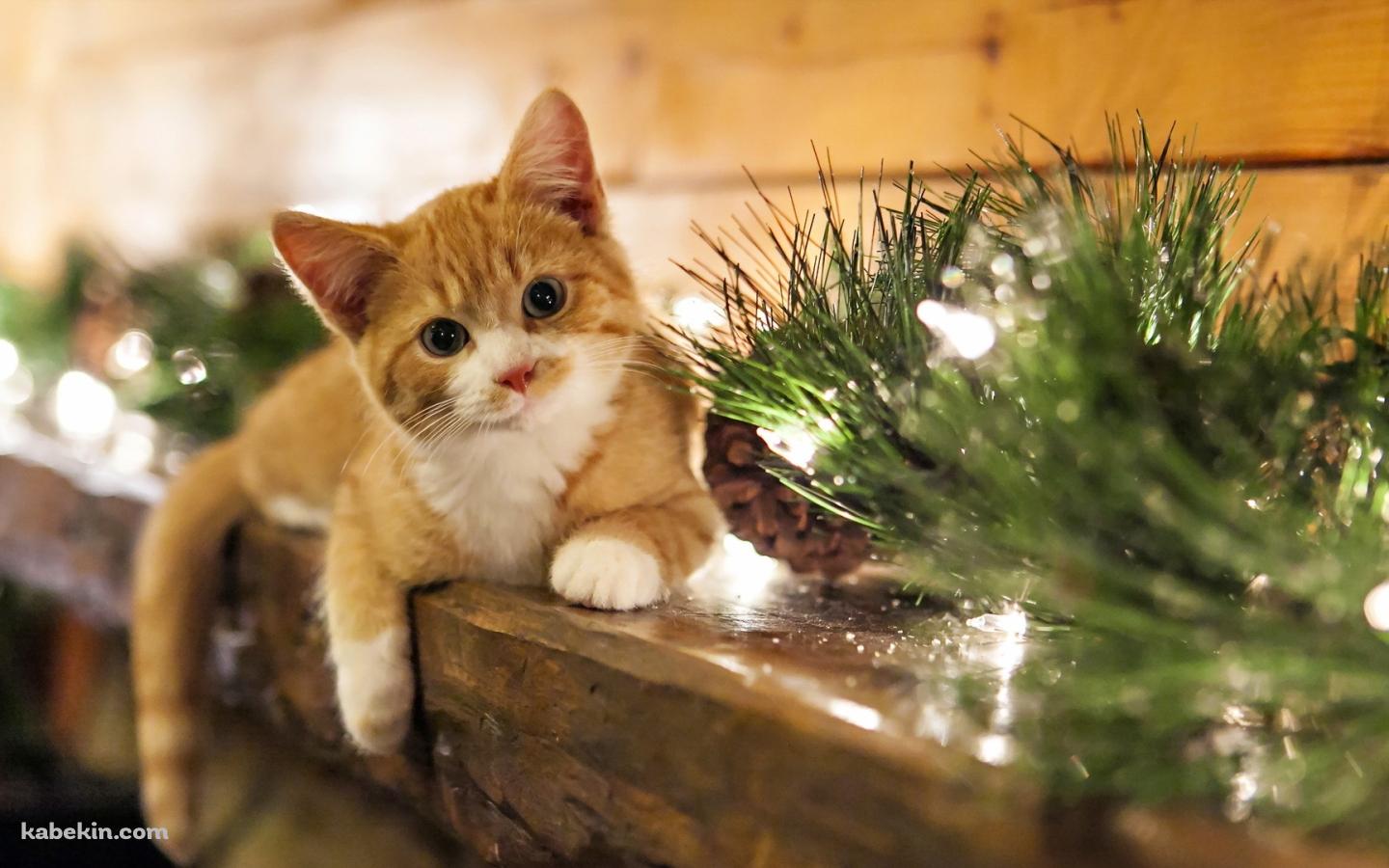 手摺りの上で横たわる子猫の壁紙(1440px x 900px) 高画質 PC・デスクトップ用