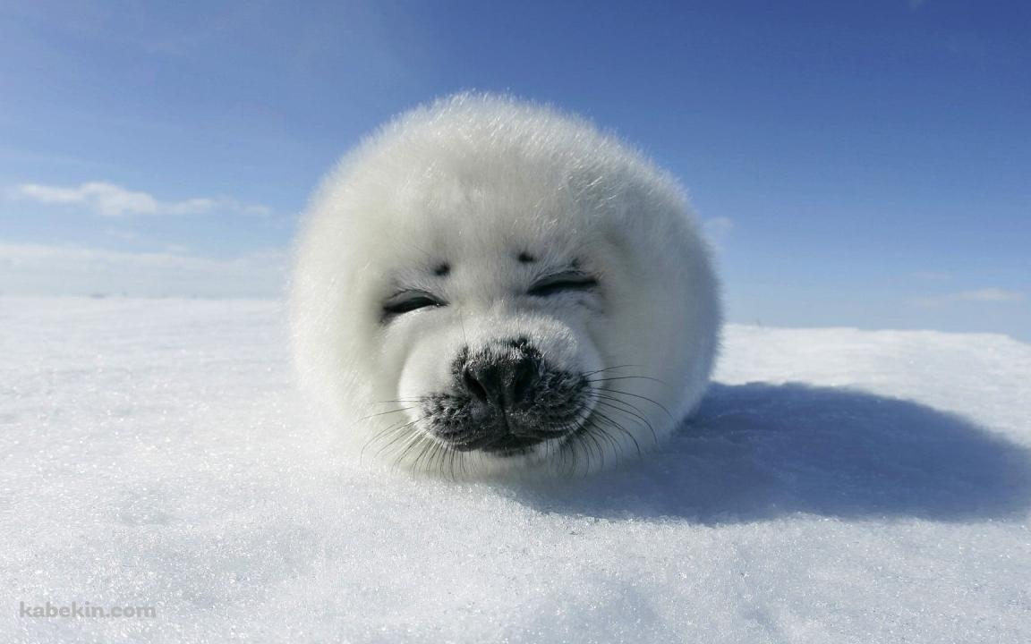 かわいいゴマフアザラシ 笑顔の壁紙(1152px x 720px) 高画質 PC・デスクトップ用
