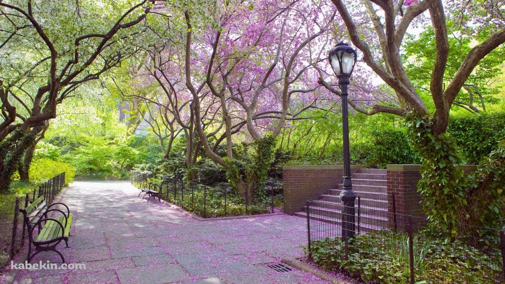 ピンクの花びらが咲き誇る公園の壁紙(1024px x 576px) 高画質 PC・デスクトップ用