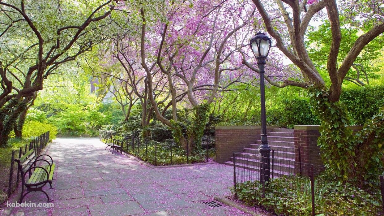 ピンクの花びらが咲き誇る公園の壁紙(1242px x 698px) 高画質 PC・デスクトップ用