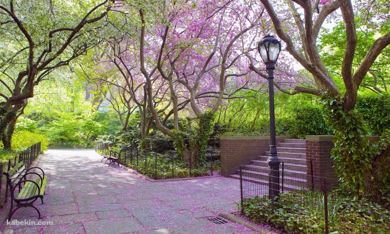 ピンクの花びらが咲き誇る公園の壁紙(1280px x 768px) 高画質 PC・デスクトップ用