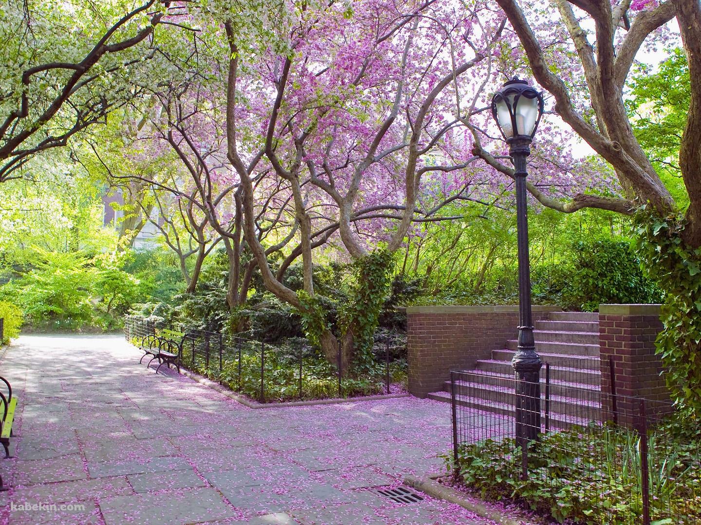 ピンクの花びらが咲き誇る公園の壁紙(1440px x 1080px) 高画質 PC・デスクトップ用