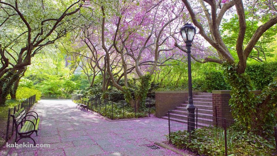 ピンクの花びらが咲き誇る公園の壁紙(960px x 540px) 高画質 PC・デスクトップ用