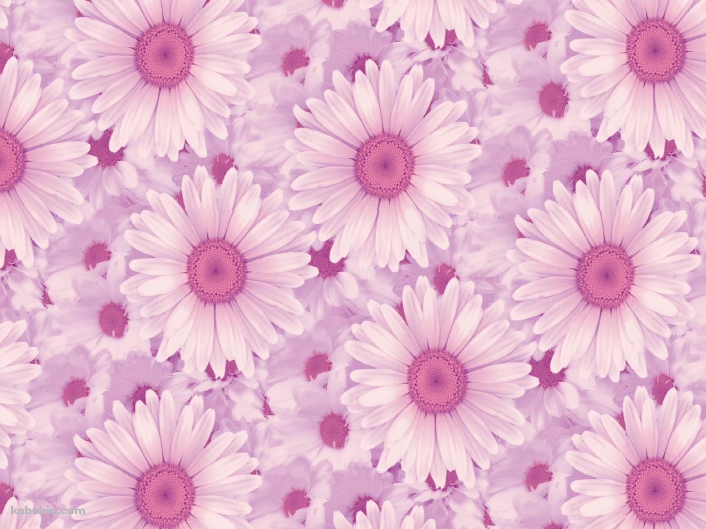一面のピンクの花の壁紙(1440px x 1080px) 高画質 PC・デスクトップ用