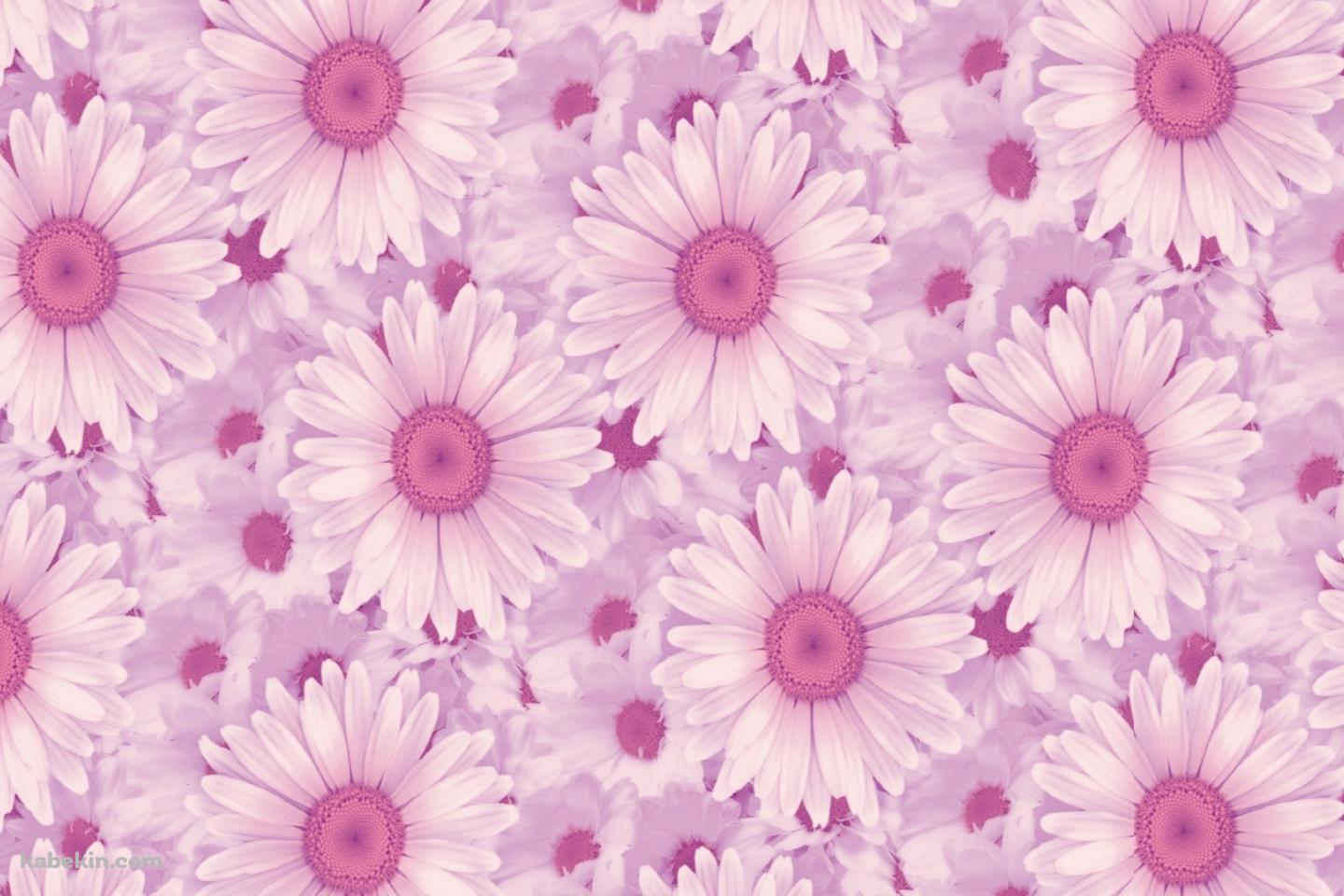 一面のピンクの花の壁紙(1440px x 960px) 高画質 PC・デスクトップ用