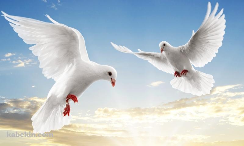 2羽の白い鳩の壁紙(800px x 480px) 高画質 PC・デスクトップ用