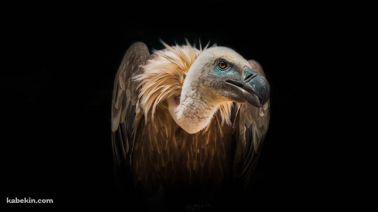 ハゲワシの壁紙(1242px x 698px) 高画質 PC・デスクトップ用