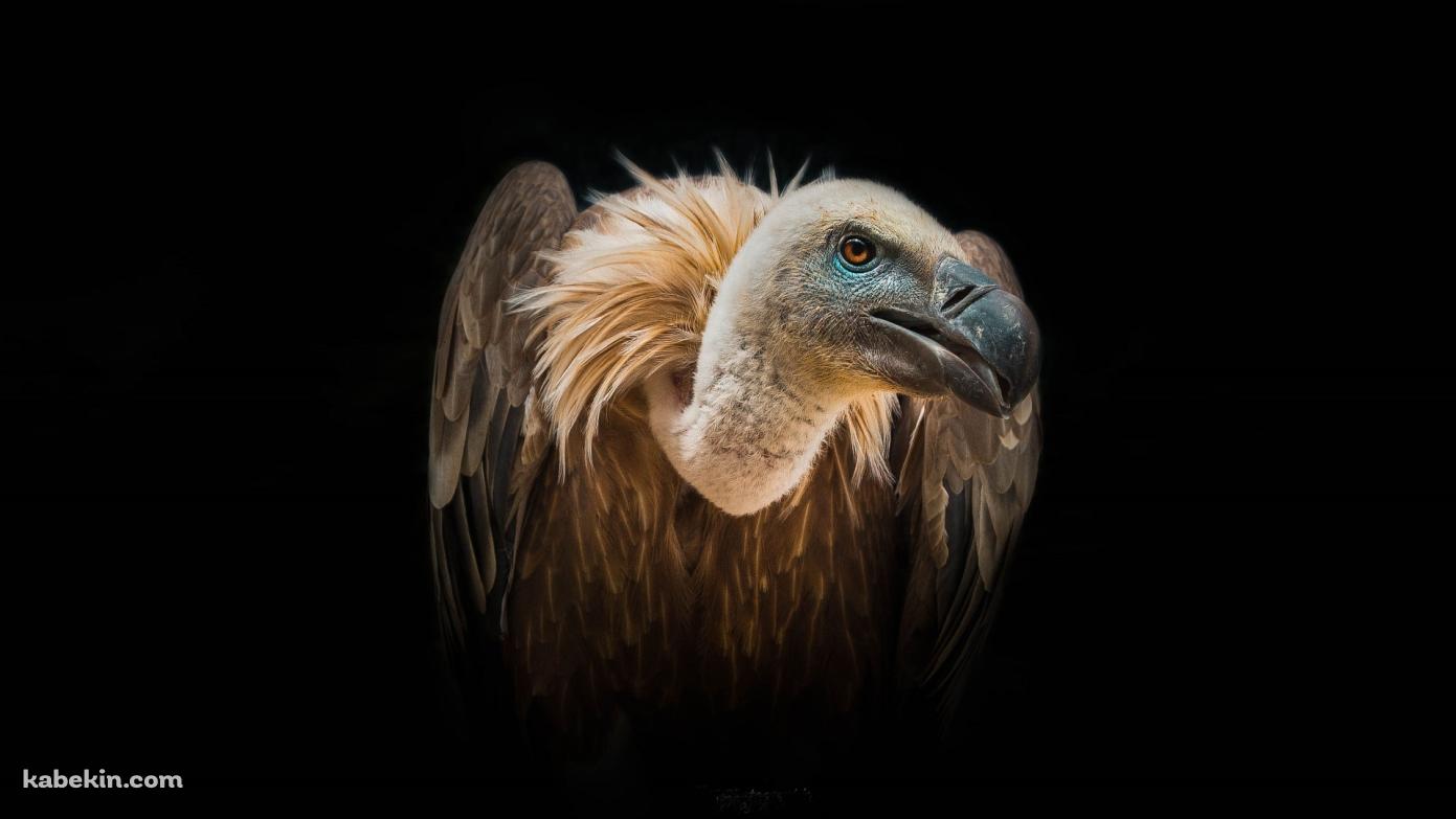 ハゲワシの壁紙(1391px x 783px) 高画質 PC・デスクトップ用