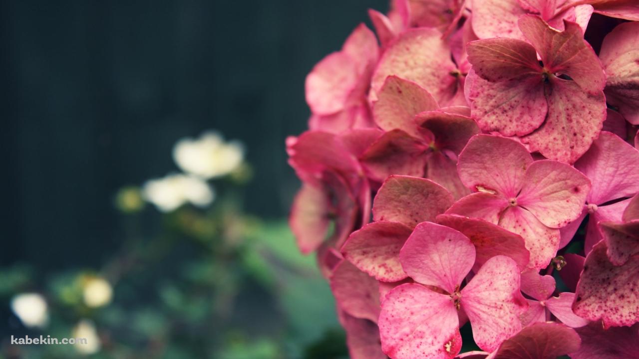 ピンクの紫陽花 接写の壁紙(1280px x 720px) 高画質 PC・デスクトップ用