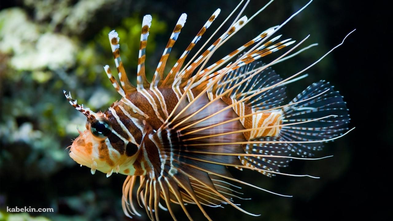 魚 ミノカサゴの壁紙(1280px x 720px) 高画質 PC・デスクトップ用