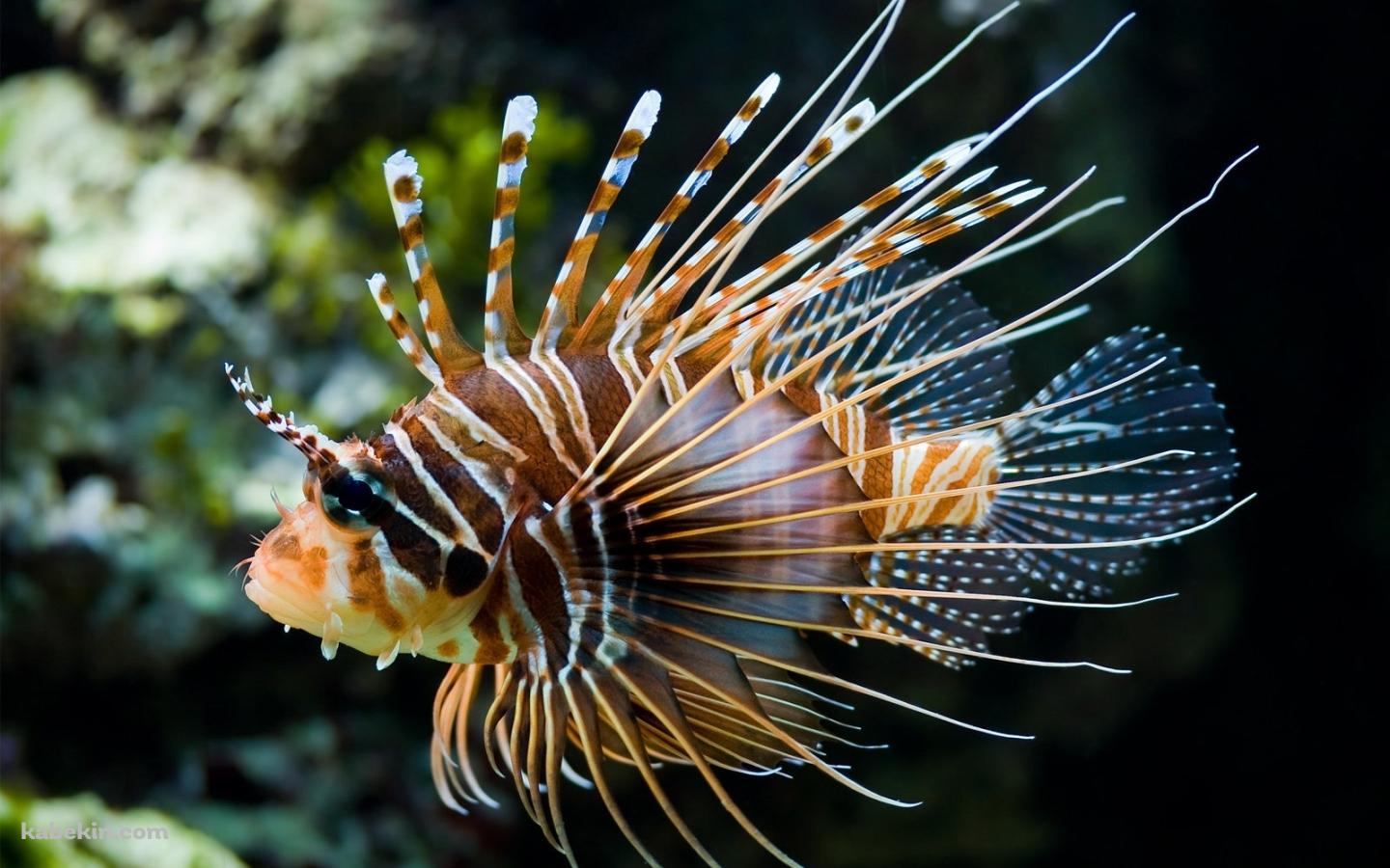 魚 ミノカサゴの壁紙(1440px x 900px) 高画質 PC・デスクトップ用
