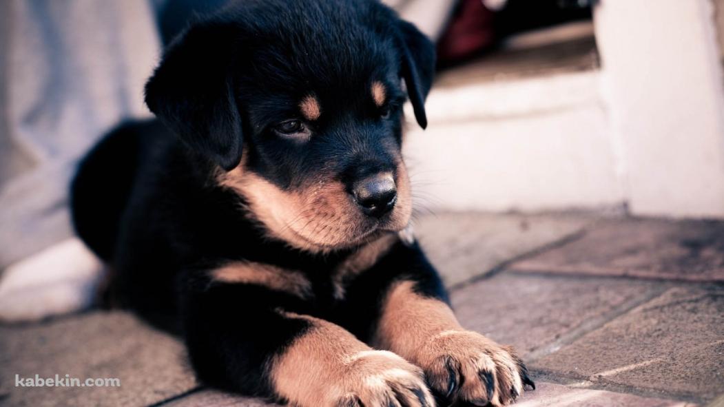 かわいい黒い犬の壁紙(1051px x 591px) 高画質 PC・デスクトップ用