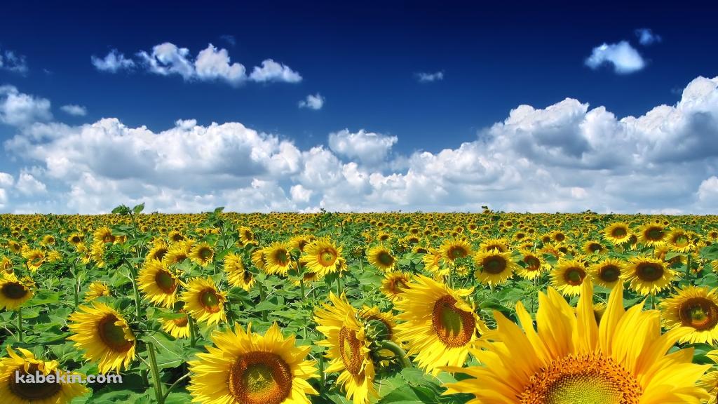 ヒマワリ畑の壁紙(1024px x 576px) 高画質 PC・デスクトップ用