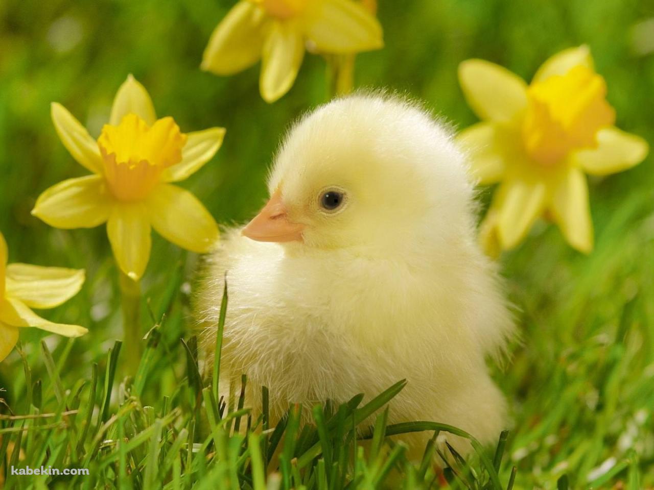 かわいいヒヨコの壁紙(1280px x 960px) 高画質 PC・デスクトップ用