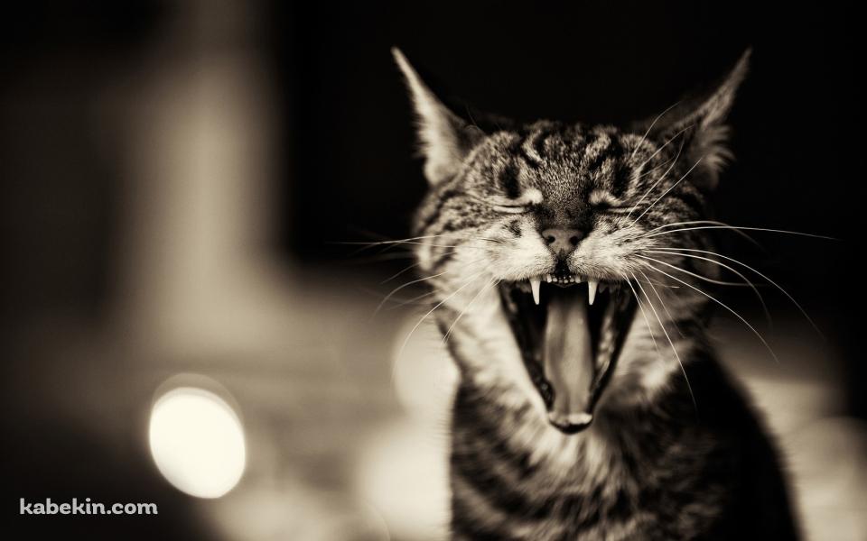 欠伸する猫の壁紙(960px x 600px) 高画質 PC・デスクトップ用
