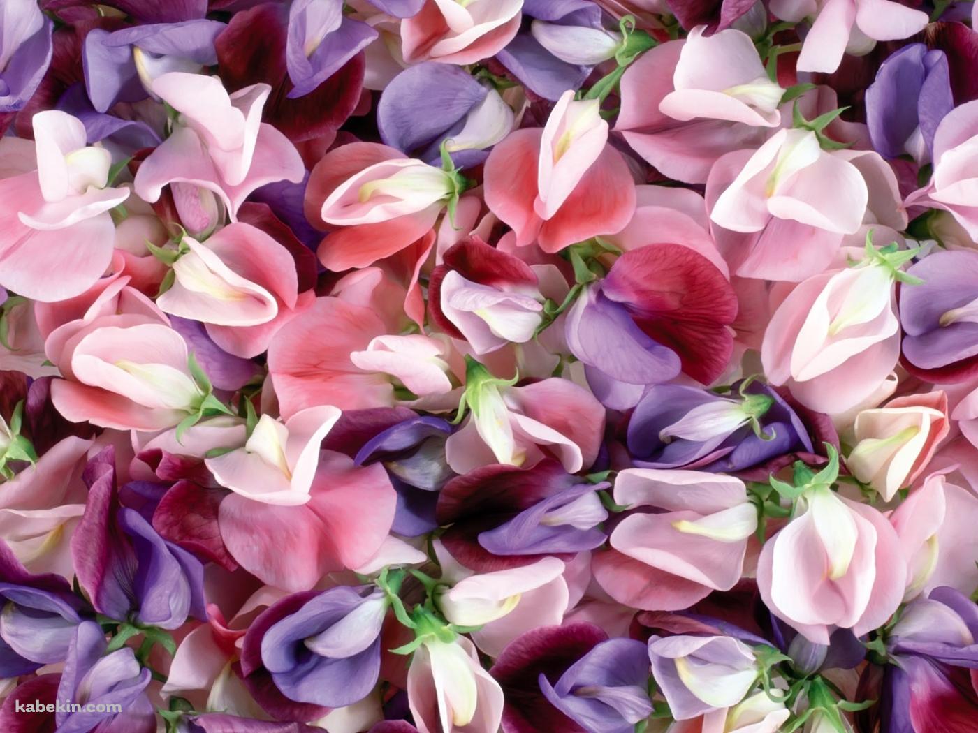 敷きつめたピンクと紫の花びらの壁紙(1400px x 1050px) 高画質 PC・デスクトップ用