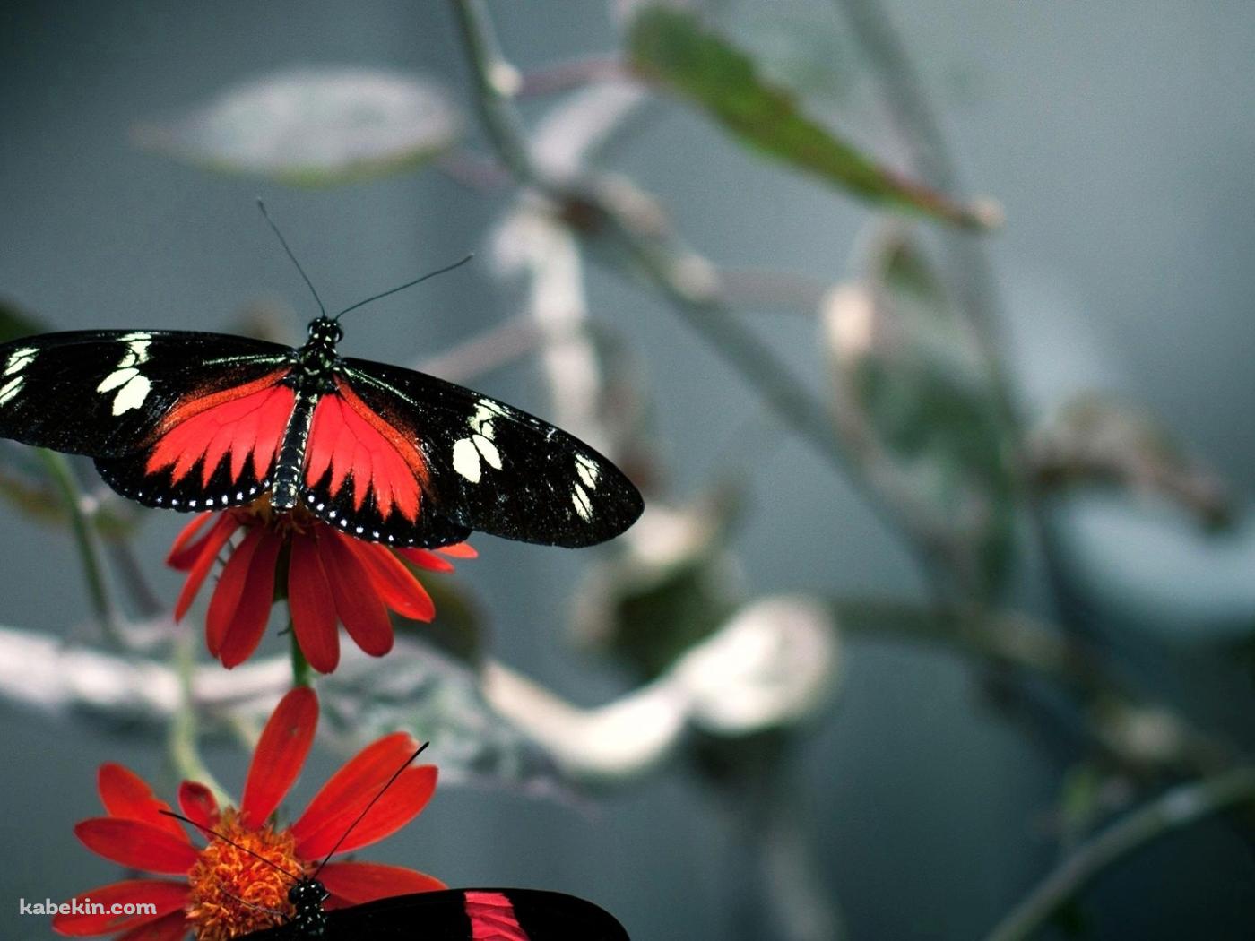 オレンジと黒の蝶の壁紙(1400px x 1050px) 高画質 PC・デスクトップ用