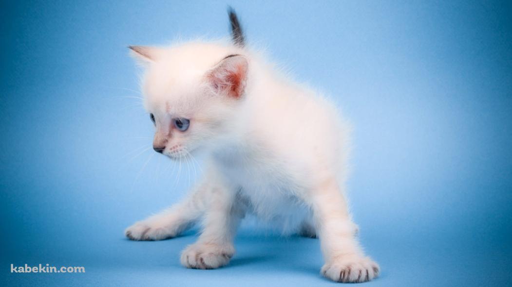 白い猫の壁紙(1051px x 591px) 高画質 PC・デスクトップ用