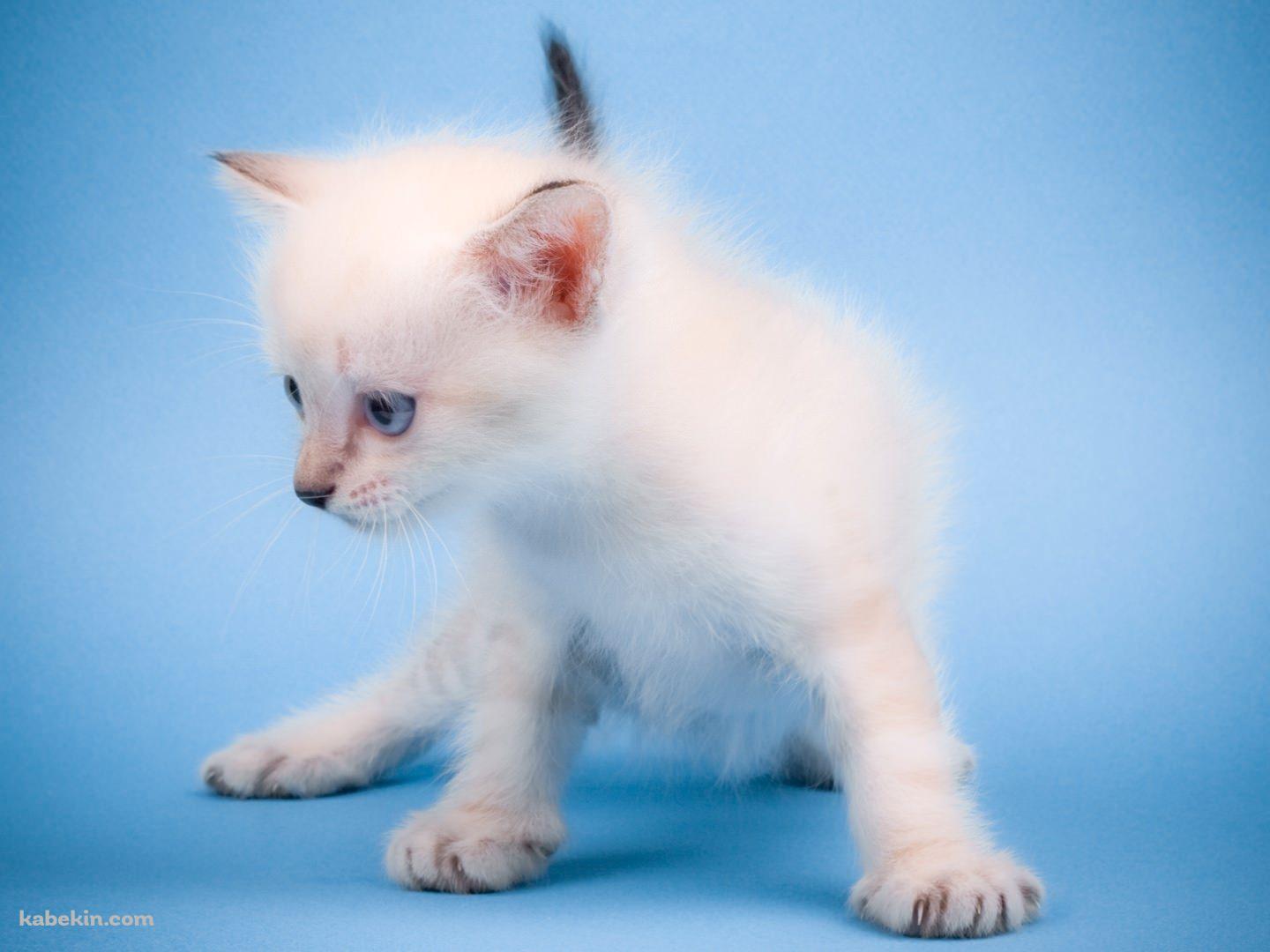 白い猫の壁紙(1440px x 1080px) 高画質 PC・デスクトップ用