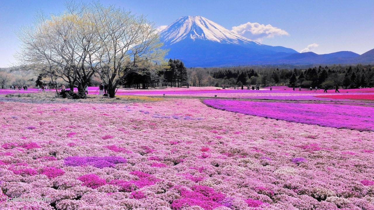 世界遺産 富士山の壁紙(1280px x 720px) 高画質 PC・デスクトップ用