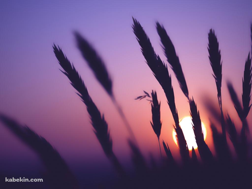 稲穂と夕日の壁紙(1024px x 768px) 高画質 PC・デスクトップ用