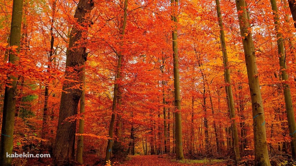 秋の紅葉の森の壁紙(1024px x 576px) 高画質 PC・デスクトップ用