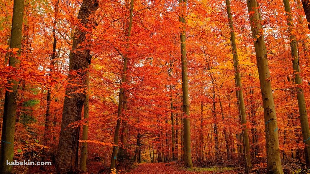 秋の紅葉の森の壁紙(1051px x 591px) 高画質 PC・デスクトップ用