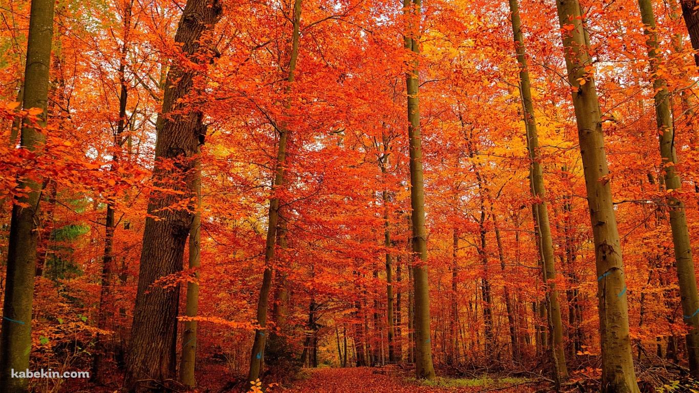 秋の紅葉の森の壁紙(1366px x 768px) 高画質 PC・デスクトップ用