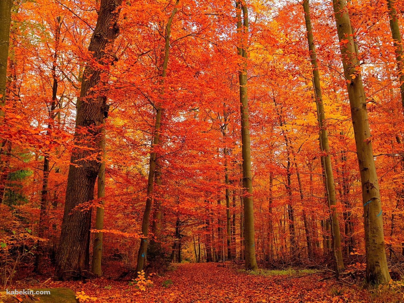 秋の紅葉の森の壁紙(1400px x 1050px) 高画質 PC・デスクトップ用