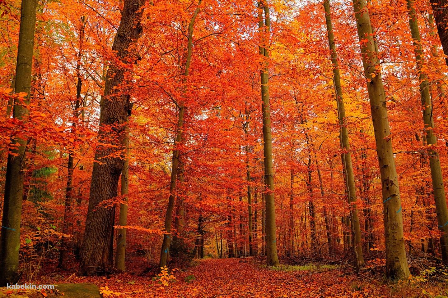 秋の紅葉の森の壁紙(1440px x 960px) 高画質 PC・デスクトップ用