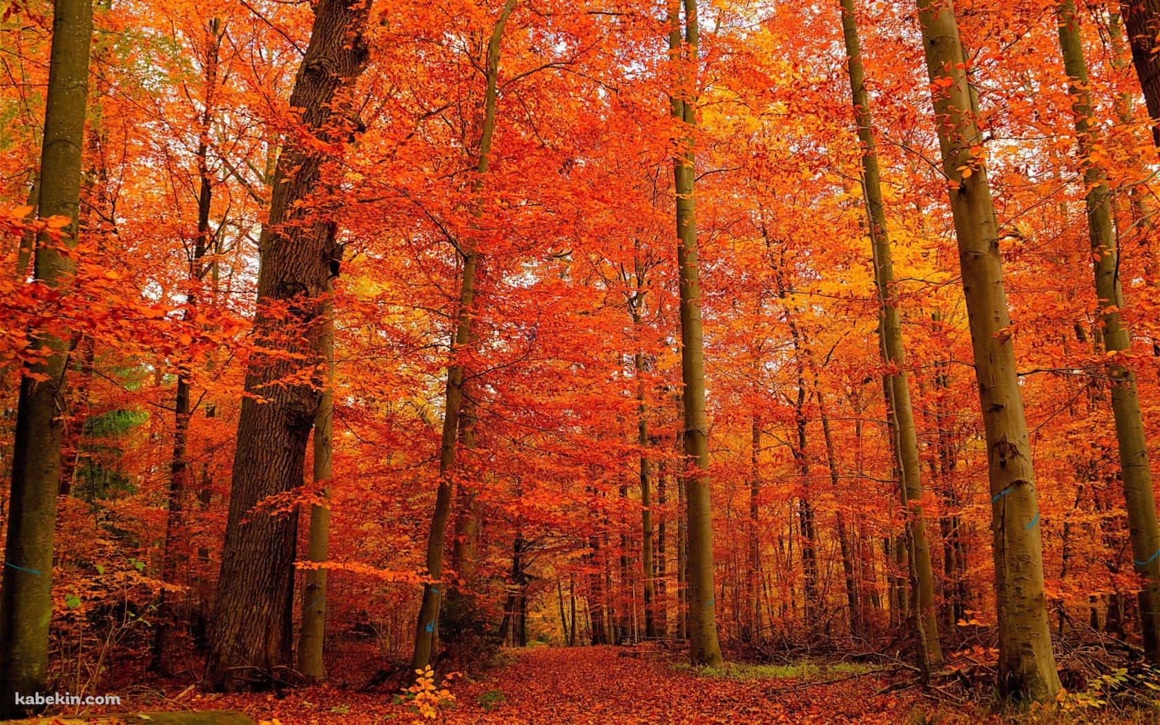 秋の紅葉の森の壁紙(1680px x 1050px) 高画質 PC・デスクトップ用