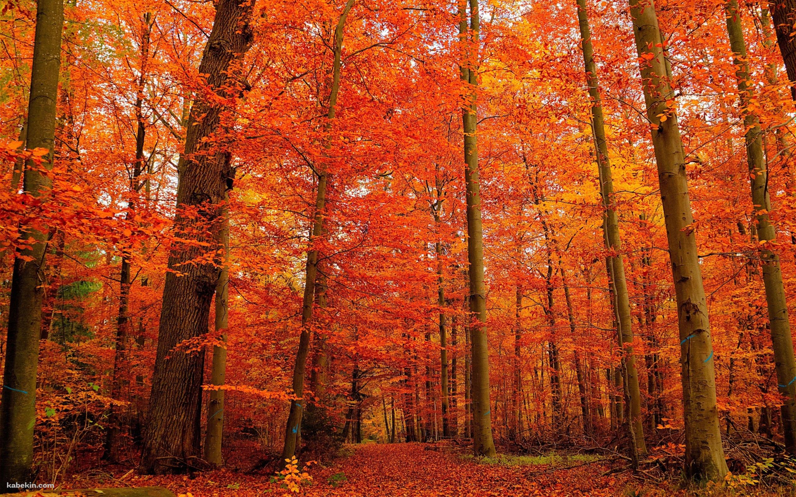 秋の紅葉の森の壁紙(2560px x 1600px) 高画質 PC・デスクトップ用