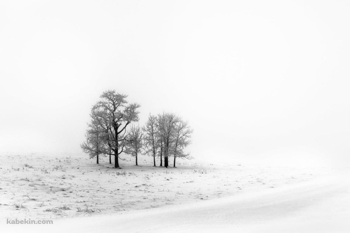 白い雪景色 枯れ木の壁紙(1152px x 768px) 高画質 PC・デスクトップ用